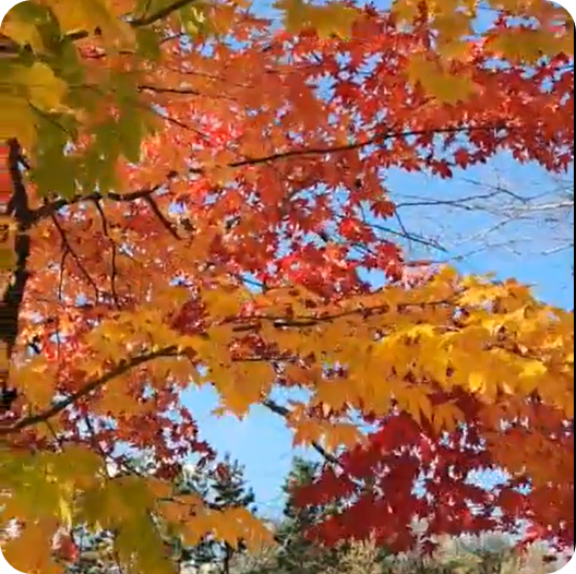 김해 장유 갑오마을 10단지 앞 가을 단풍 [사진=아이올렛]