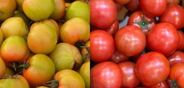찰토마토 vs 완숙토마토 차이점 비교 가이드 - 효능, 보관법, 칼로리, 요리, 후숙
