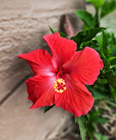 히비스커스의-효능