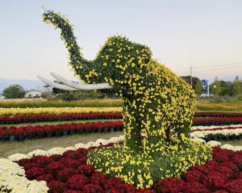 연천 국화축제_15