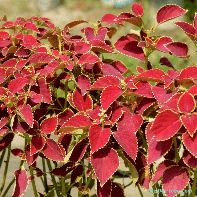 체지방 잡아주는 콜레우스 포스콜리