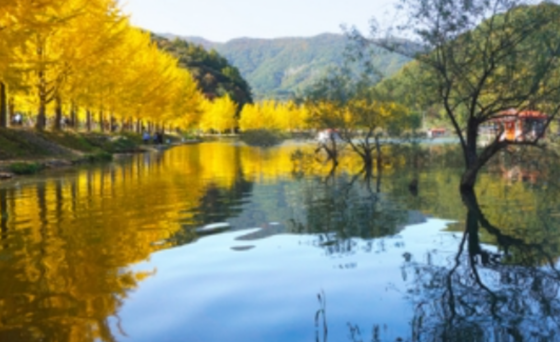 괴산 문광저수지 축제(은행나무마을축제)