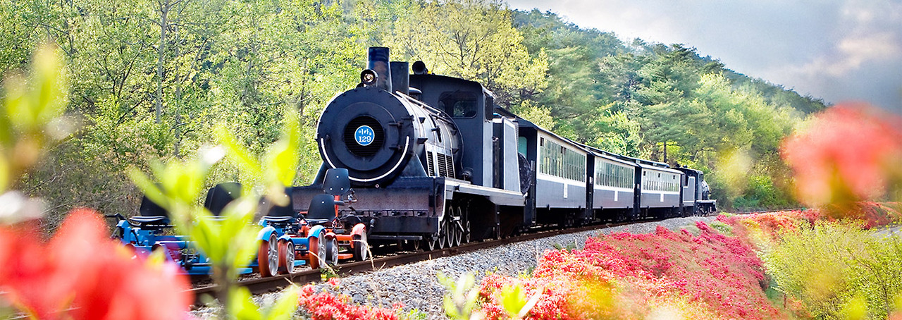 장미축제-기차마을사진