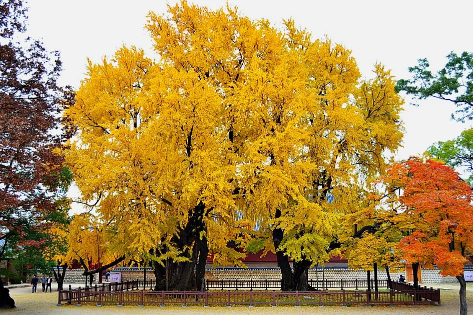 생물로서의 은행나무 (Ginkgo biloba): 살아있는 화석의 이야기