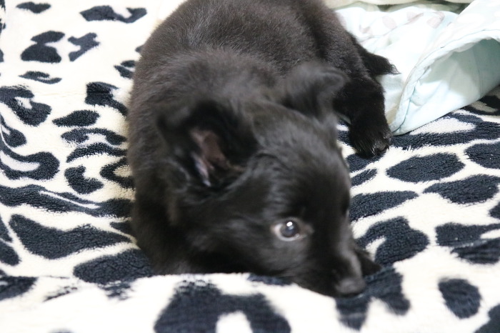 처음 강아지 입양한 날