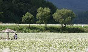 평창 효석문화제 자연과 예술의 만남