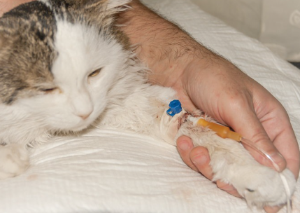 링거를 맞는 고양이.