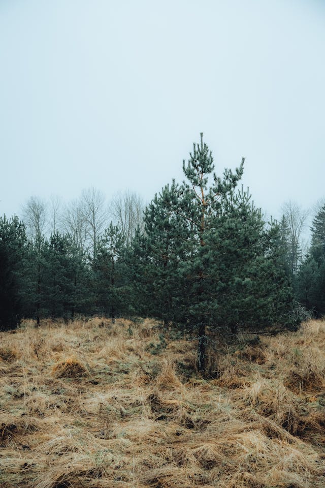 12월 6일부터 12월 11일까지 전국 날씨 예보 기온 비 전망2