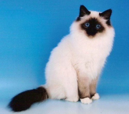 버만 고양이 사진
