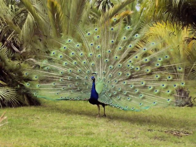 Son gli occhi tuoi 그대의 눈동자 Marcelo Álvarez Salvatore Licitra 완벽 오페라 감상_7