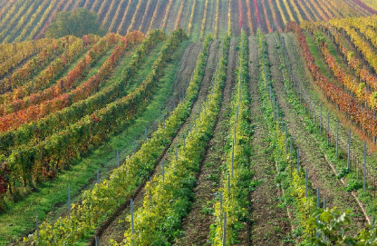 귀농 초보자를 위한 두릅농사