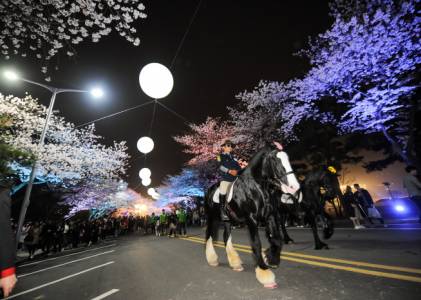 렛츠런파크 야경 벚꽃 축제