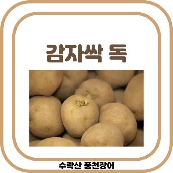 싹난 감자 먹기 주의점 레시피_13