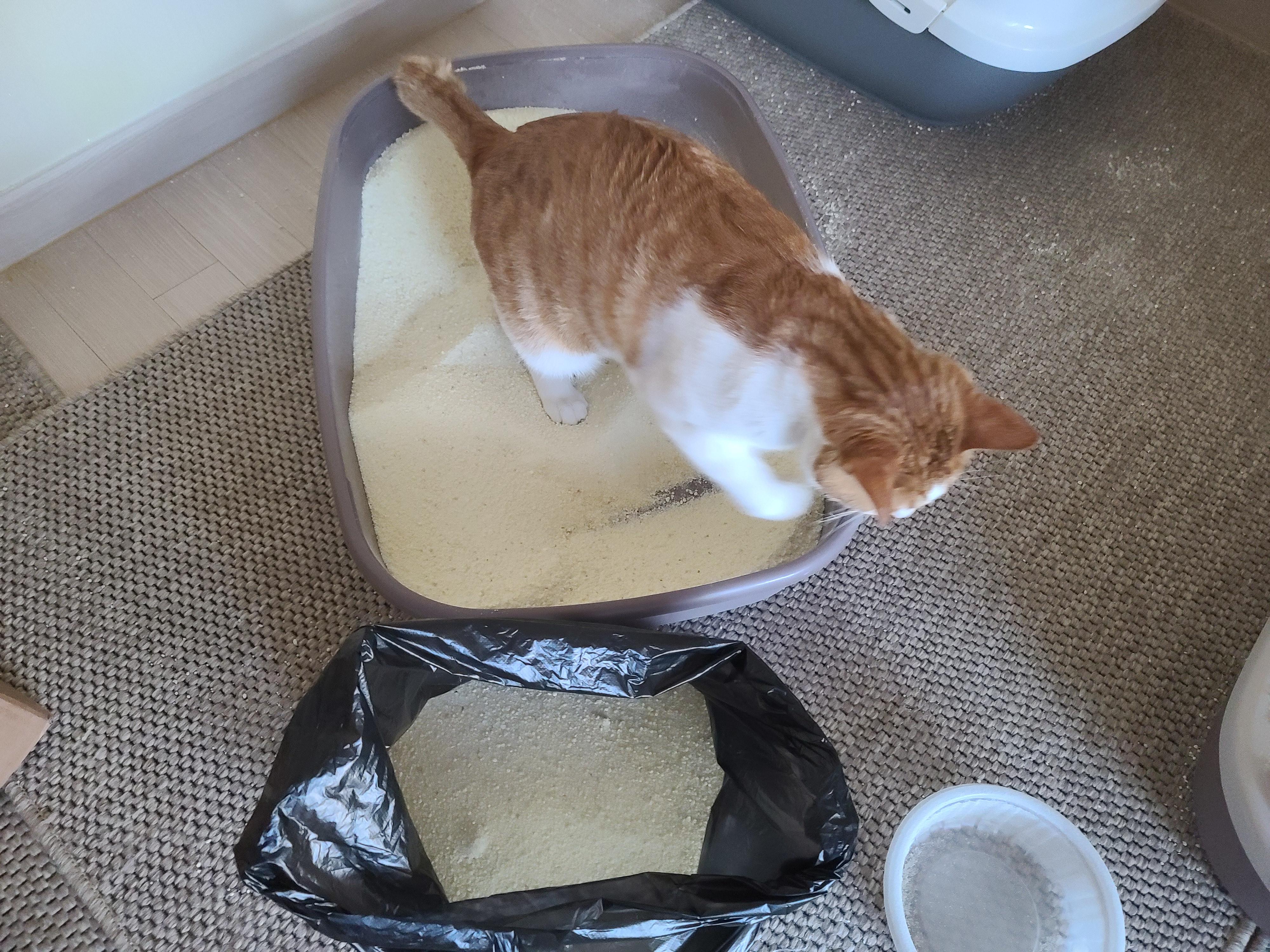 막둥이 삐용이의 방광염 스토리. 내가 생각하는 막둥이 방광염의 원인. 고양이 방광염.