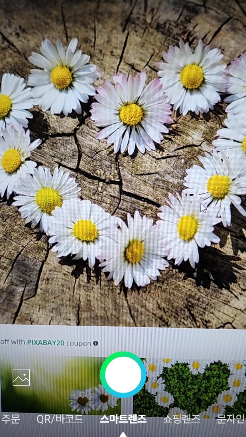 사진으로 식물, 꽃 이름 찾기