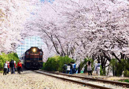 진해군항제-벚꽃축제-이미지