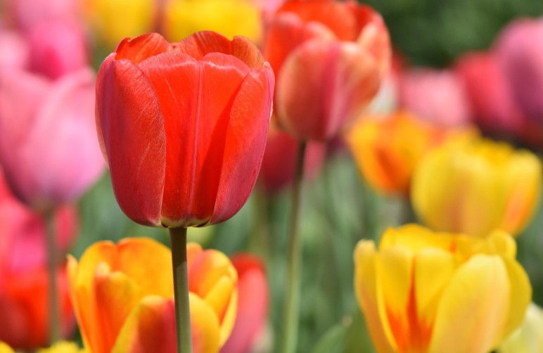 경기도 봄꽃구경