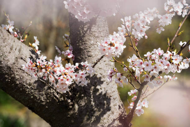 2024년 광양 매화축제 안내. 축제기간&amp;#44; 행사안내&amp;#44; 주차장&amp;#44; 무료셔틀