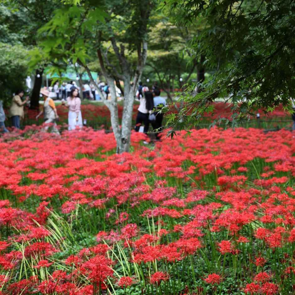 2026 영광불갑산상사화축제 일정