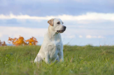 래브라도 리트리버 앉아 있는 사진