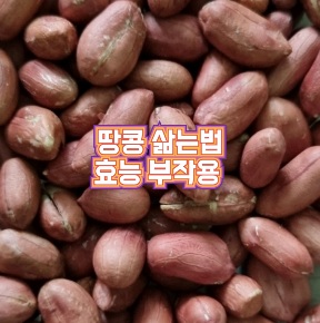 땅콩-수확시기-효능-삶는법