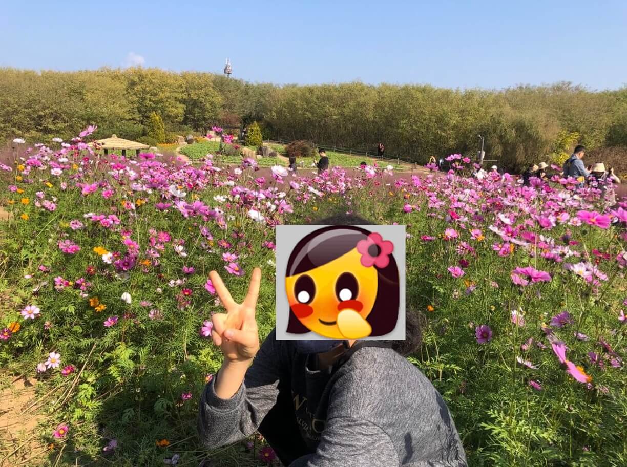코스모스