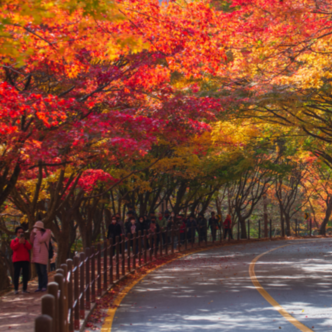 단풍 여행지 관련 사진