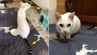 작은고양이 쪼꼬미 냥이 매력 탐구 귀여움 분석_26