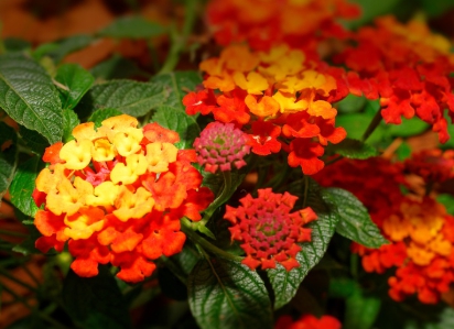 가을에 피는 꽃 란타나