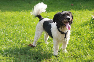 개가 꼬리를 붕붕 흔드는 이유.
