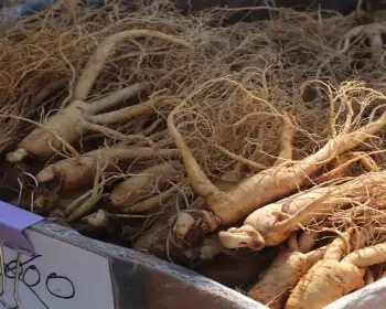 풍기 인삼축제_12