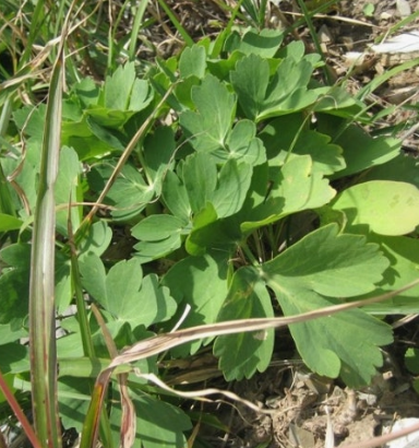방풍나물 효능 부작용 요리 고르는법 칼로리