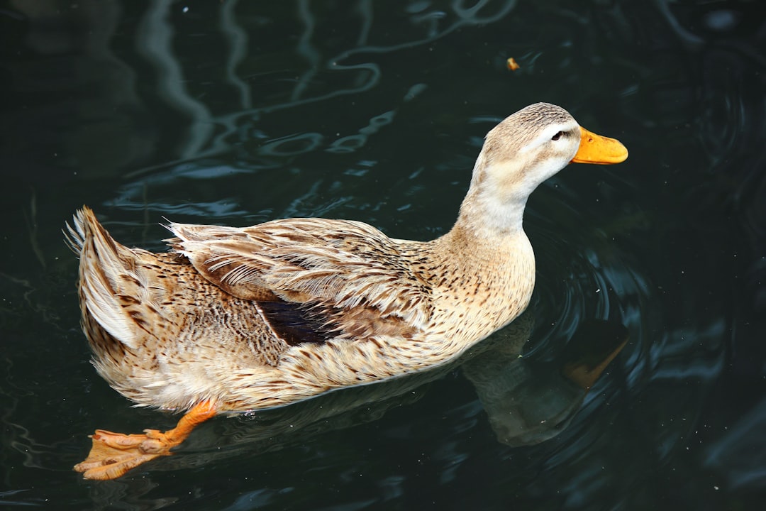 Han Duck-soo