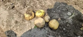 감자 수확시기 심는시기 효능 6월제철음식_23