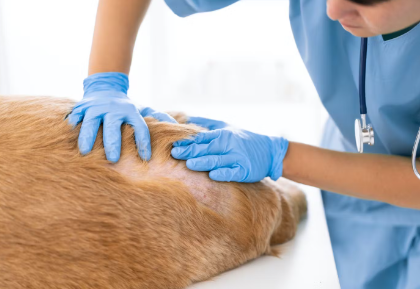 진찰하는 수의사.