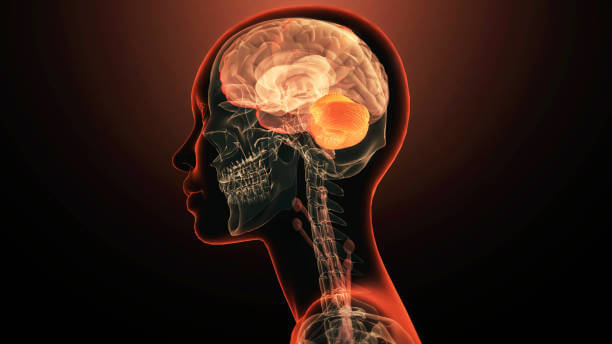 뇌가 사랑하는 슈퍼푸드: 당신의 두뇌를 위한 최고의 영양소 가이드