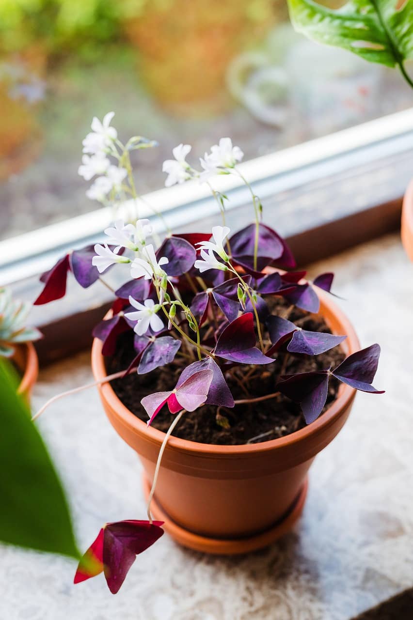 식물도 계절 앓이라는 걸 할까? 계절에 민감한 식물들의 미묘한 변화