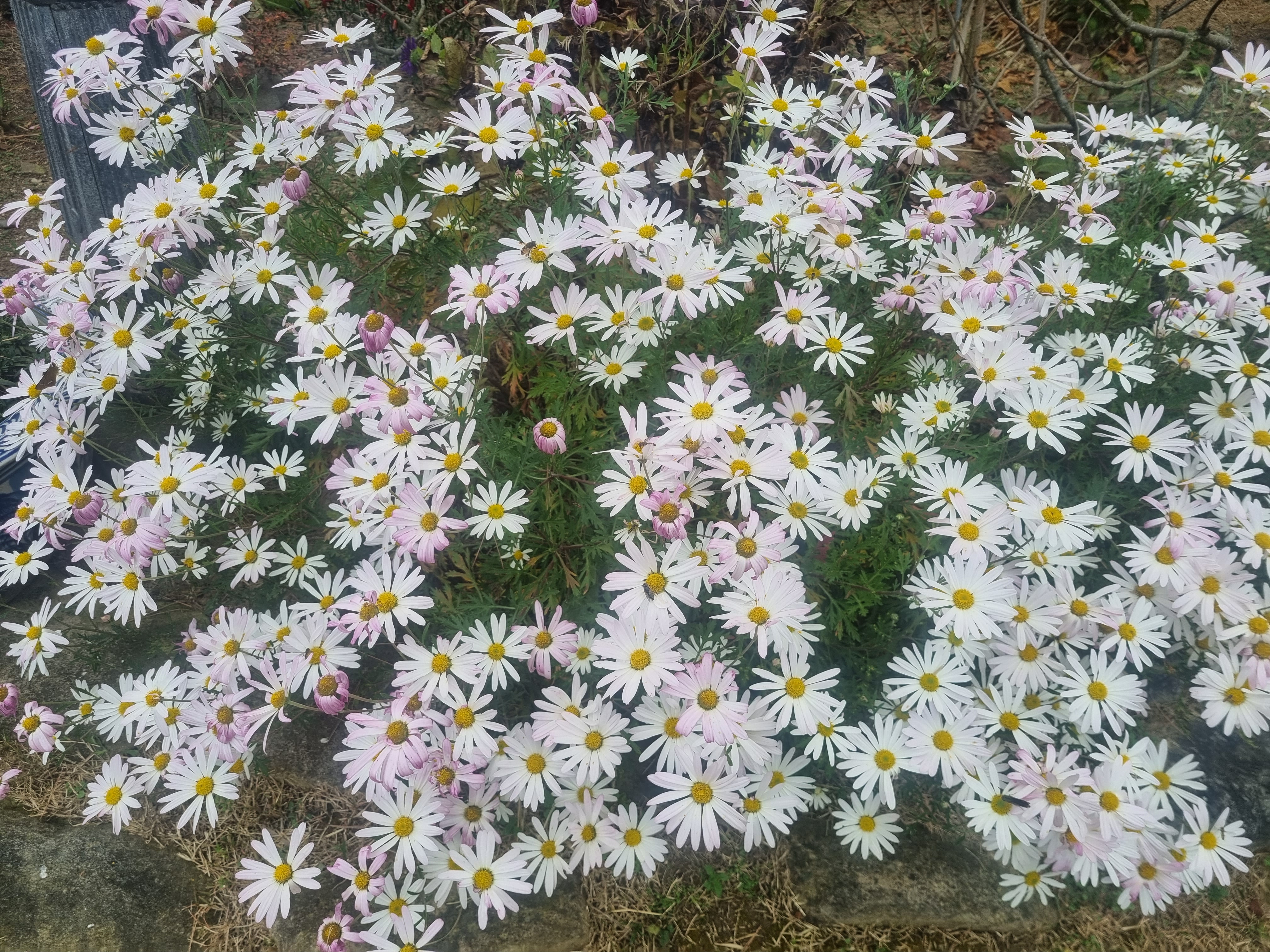 가을 들판에 만개한 하얀 구절초꽃