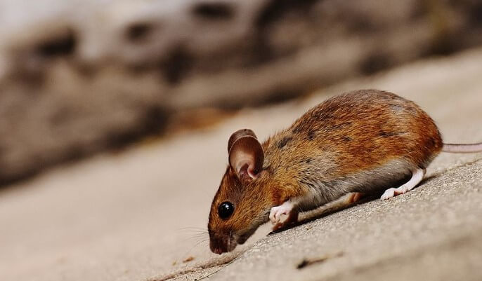 60년생쥐띠운세