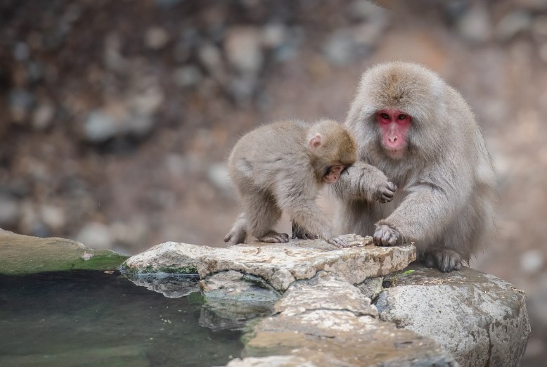 온천을 즐기는 동물 사진