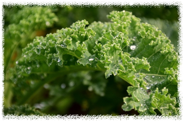 케일-근육-단백질채소