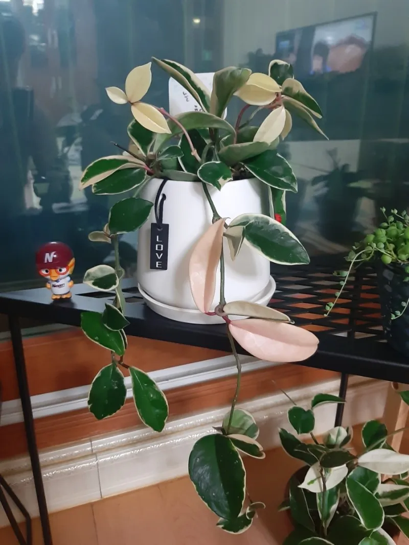 호야 키우기 꽃피우기 번식법 알고 물주기_2