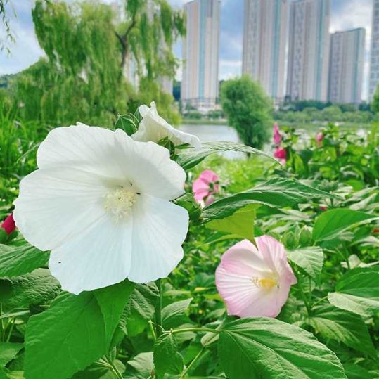 광교호수공원 꽃빛단지