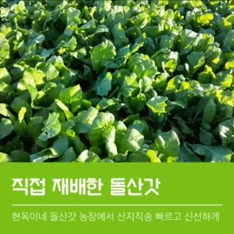 갓 재배 직파 재배 빠른 수확 잎 따기_4