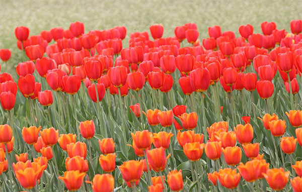 튤립축제 포토존