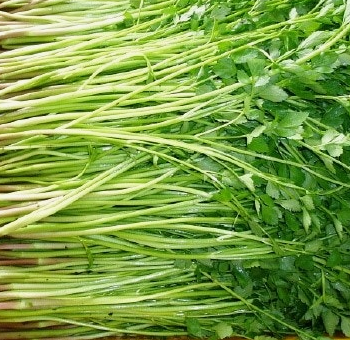 미나리 효능 부작용 고르는법 칼로리