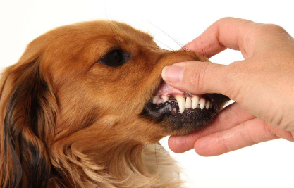 강아지 잇몸