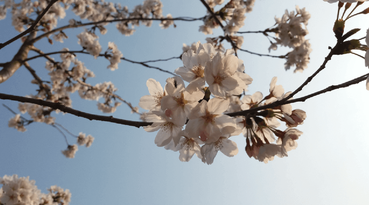 벚꽃 사진