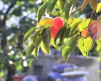 청도 반시축제_7