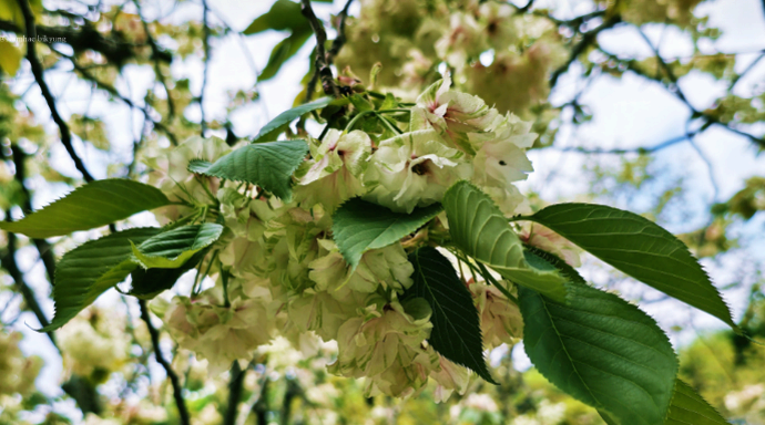 [4월 봄꽃 여행]서산 개심사 겹벚꽃&middot;청벚꽃 여행기❘벚꽃 개화 상황, 아직은 시작, 그러나 곧 절정